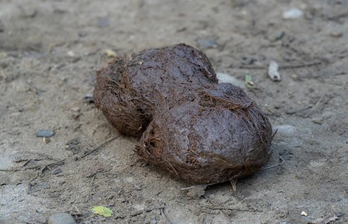 Elephant dung or poop spread on road