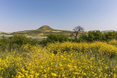 Mila mountain (nature conservancy area in Rana u Loun, on a sunny day. Yellow plants blooming in