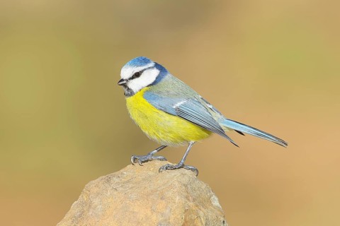 Blue tit (Parus caeruleus), sitting on a stone, wildlife, animals, birds, Siegerland, North