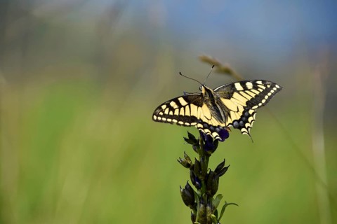 Swallowtail (Papilio machaon) seen in Berchtesgaden National Park, Bavaria, Germany, Europe