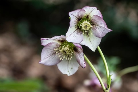 Lenzrose (Helleborus orientalis-Hybride Picote), Emsland, Lower Saxony, Germany, Europe