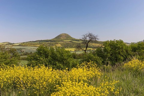 Mila mountain (nature conservancy area in Rana u Loun, on a sunny day. Yellow plants blooming in