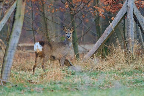 Roe deer (Capreolus capreolus), in the forest in front of a fence, looking back, winter coat,
