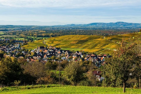 Hilly landscape and village with vineyards in autumn, Ebringen, near Freiburg im Breisgau,