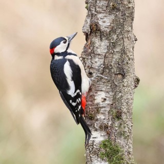 Great spotted woodpecker (Dendrocopos major) male foraging on the trunk of a grey birch (Betula