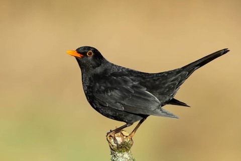 Blackbird (Turdus merula), male, standing on a thin branch, wildlife, winter, animals, birds,