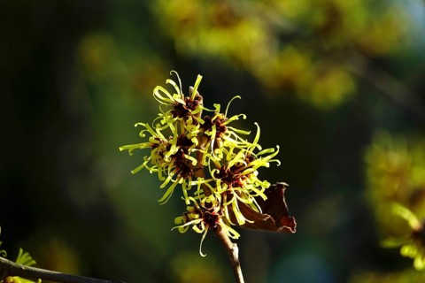 Flowering witch hazel (Hamamelis intermedia), January, Germany, Europe