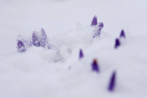 Crocuses in the snow, Winter, Germany, Europe