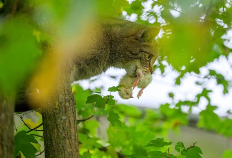 European wildcat or forest cat (Felis silvestris) with dead chicks in the wildcat enclosure at the