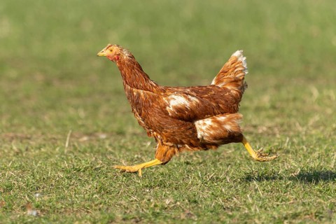 Brown hen running on a green meadow, domestic chicken, Rhineland-Palatinate, Germany, Europe