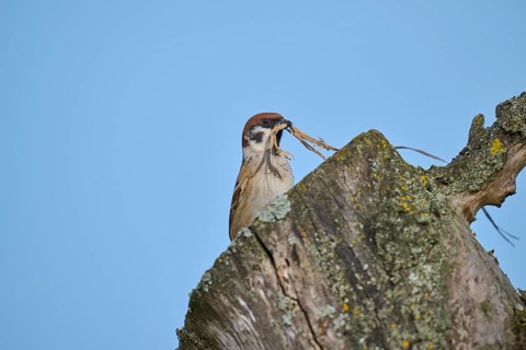 Eurasian tree sparrow (Passer montanus) building a nest in a tree hollow, in spring, Mönchberg,