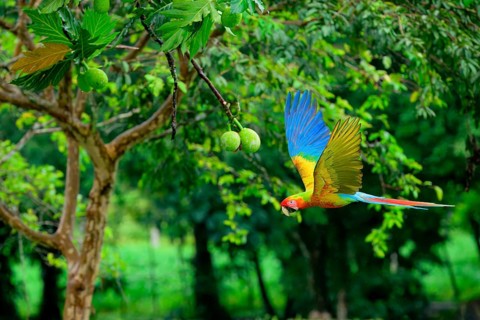 Flying Great Green Macaw or Grand Military Macaw (Ara ambiguus), Costa Rica, Central America