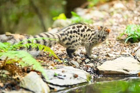 Young Common genet (Genetta genetta) at the shore of a lake, wildlife in a forest, Montseny