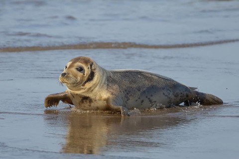 Common seal (Phoca vitulina) adult animal on a beach, Norfolk, England, United Kingdom, Europe