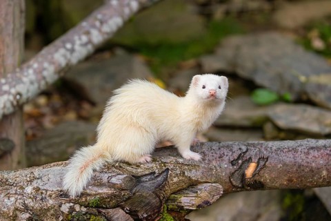 A female ferret (Mustela putorius furo) stands on a dead branch lying on the ground