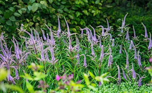 Veronicastrum virginicum, also known as candelabra speedwell, North Rhine-Westphalia, Germany,