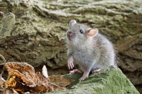 A juvenile Norway rat (Rattus norvegicus) sits on a stone and looks up attentively. The