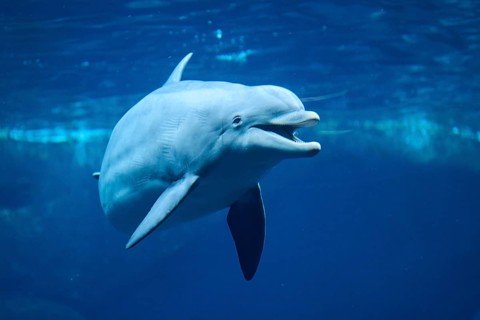Atlantic bottlenose dolphin (Tursiops truncatus) swimming in the water, captive, Germany, Europe