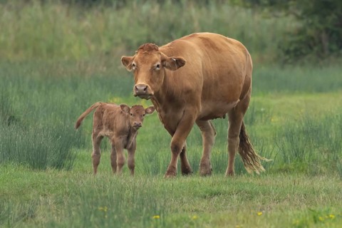 Domesticated cow or cattle (Bos taurus) adult farm animal mother with a baby young calf in a grass