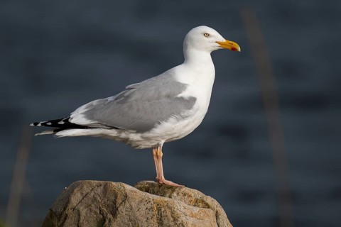 Herring Gull (Larus argentatus) standing on a stone, Hvide Sande, Denmark, Europe