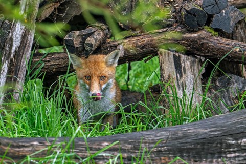 Red fox (Vulpes vulpes) appearing from under wood pile at edge of forest and licking nose