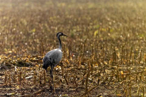 A single crane stands on a harvested field in the sunlight, Crane (Grus grus) wildlife, Western