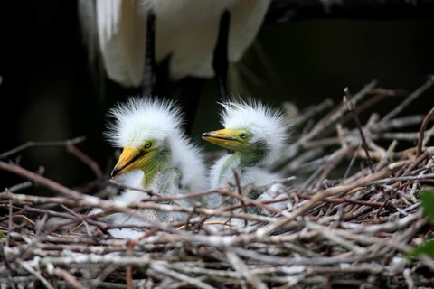 Great Egret, (Casmerodius albus), young birds, young birds, tree, in nest, Florida USA
