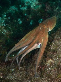 A Common Octopus (Octopus vulgaris), octopus, swimming over rocks in an underwater world of