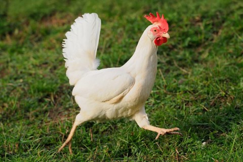 White hen with red comb walking on grassy ground, domestic fowl (Gallus gallus domesticus),