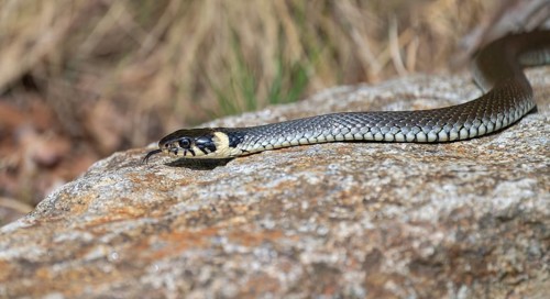 Grass snake (Natrix natrix) slithering over rocks, Germany, Europe