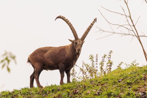 A male ibex (Capra ibex) walks across a green meadow on a cloudy day