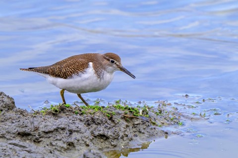 Common sandpiper (Actitis hypoleucos, Tringa hypoleucos) foraging for invertebrates in mud along