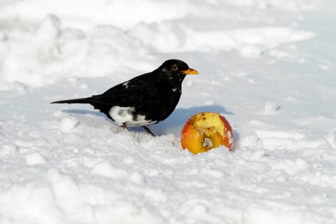 Blackbird (Turdus merula), male, part albinotic, Lower Saxony, Germany, Europe
