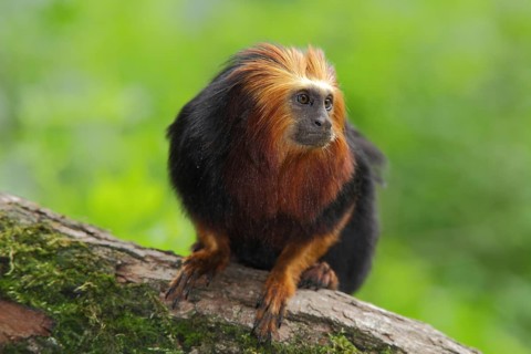 Golden-headed (Callitrichidae) lion monkey, portrait, adult, Golden-headed lion monkey,