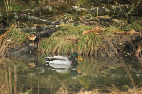 Mallard (Anas platyrhynchos) drake in water, habitat created by beaver, Allgäu, Bavaria, Germany,