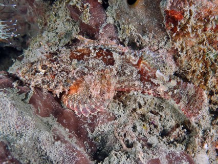 A well camouflaged Papuan scorpionfish (Scorpaenopsis papuensis) adapting to the rocky underwater