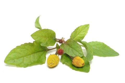 Food, Lettuce, Medicinal plant, Paracress, Jambu, Acmella oleracea