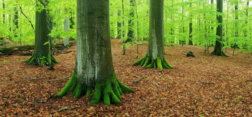 Old beech forest with giant beech trees in early spring, fresh green foliage, natural forest