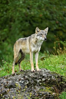 European gray wolf (Canis lupus lupus), old animal standing on rock, captive, Switzerland, Europe