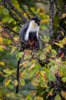 One adult Diana monkey (Cercopithecus diana) sits on a branch of a tree looking around