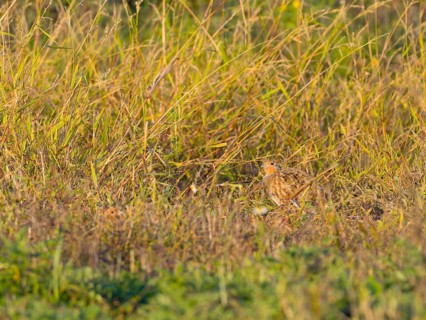 Gray partridge (Perdix perdix), hiding in the old grass of a fallow land, Solms, Hesse, Germany,