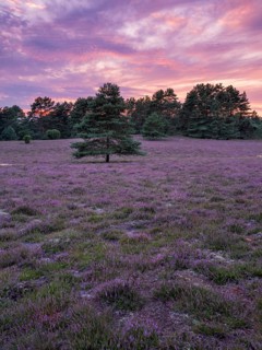Typical heath landscape with flowering heather at dawn, Lüneburg Heath, Lower Saxony, Germany,