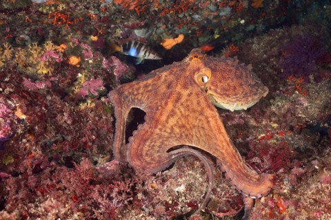 Octopus, Common Octopus (Octopus vulgaris), between colourful reefs on the seabed, dive site Cap de