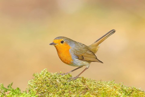 Robin (Erithacus rubecula), foraging, winter feeding, standing on moss, wildlife, songbirds,