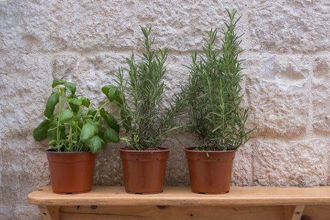 Wooden board with herb pots on a house facade in front of a restaurant, Polignano a Mare, Apulia,