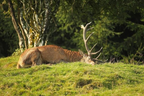 Red deer (Cervus elaphus) stag in a 10-minute deep sleep during the rut, Allgäu, Bavaria, Germany,