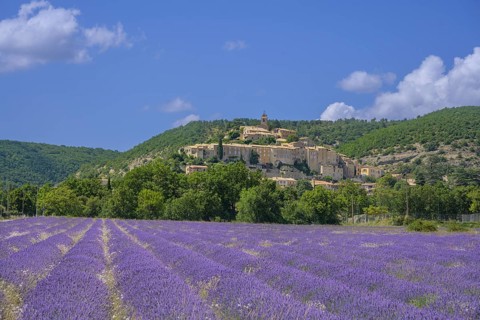 Lavender field and the village of Banon behind it, Alpes-de-Haute-Provence, France, Europe