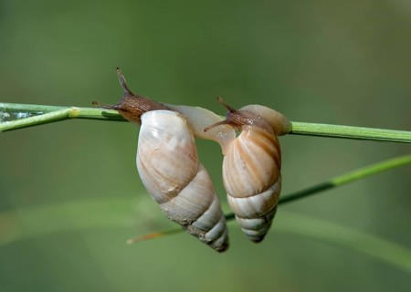 Two March snails (Zebrina detrita) crawling on a blade of grass, Kaiserstuhl region,