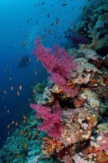 Klunzinger's Tree Coral (Dendronephthya klunzingeri) and shoal, group of sea goldie (Pseudanthias