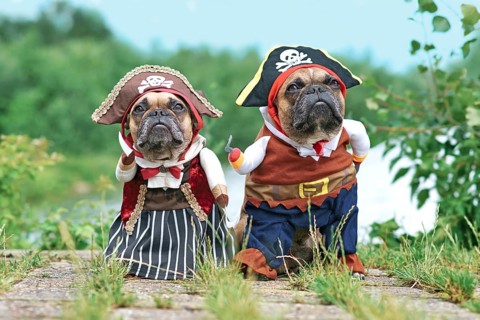 Funny French Bulldog dogs dressed up with pirate and pirate bride costumes with hat, hook arm and
